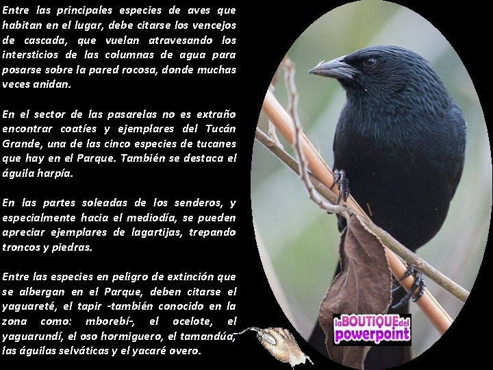 Entre las principales especies de aves que habitan en el lugar, debe citarse los