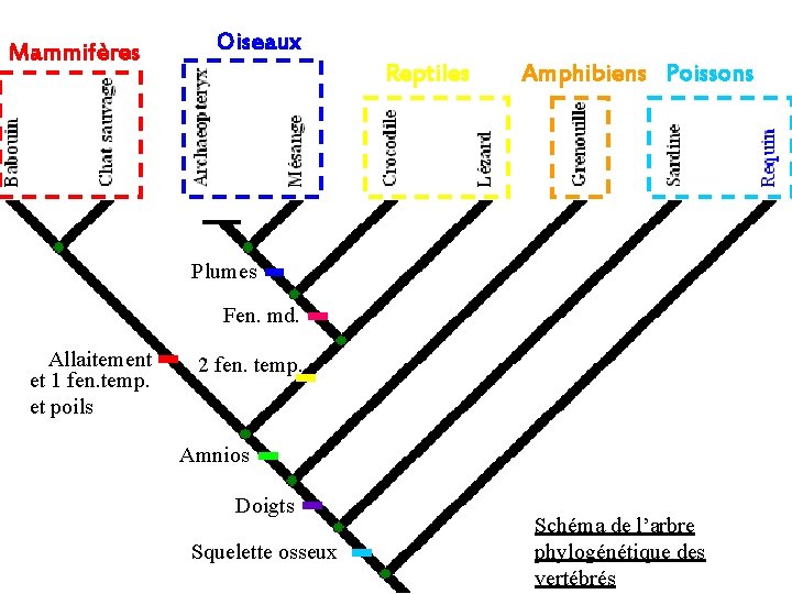 Mammifères Oiseaux Reptiles Amphibiens Poissons Plumes Fen. md. Allaitement et 1 fen. temp. et