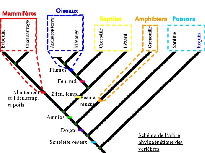 Mammifères Oiseaux Reptiles Amphibiens Poissons Plumes Fen. md. Allaitement et 1 fen. temp. et