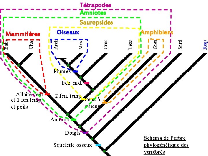 Tétrapodes Amniotes Sauropsides Mammifères Oiseaux Amphibiens Plumes Fen. md. Allaitement et 1 fen. temp.