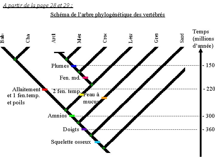 A partir de la page 28 et 29 : Schéma de l’arbre phylogénétique des