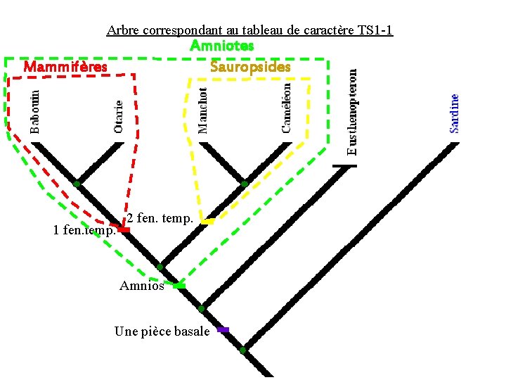 Arbre correspondant au tableau de caractère TS 1 -1 Amniotes Sauropsides Mammifères 1 fen.