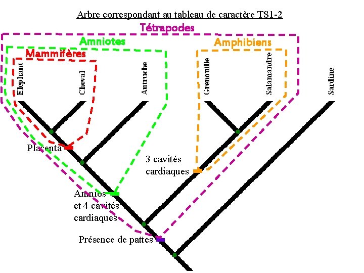 Arbre correspondant au tableau de caractère TS 1 -2 Amniotes Mammifères Tétrapodes Amphibiens Placenta