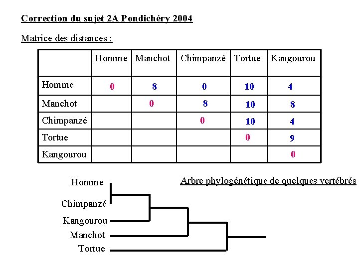 Correction du sujet 2 A Pondichéry 2004 Matrice des distances : Homme Manchot Chimpanzé