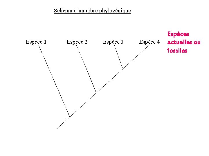 Schéma d’un arbre phylogénique Espèce 1 Espèce 2 Espèce 3 Espèce 4 Espèces actuelles