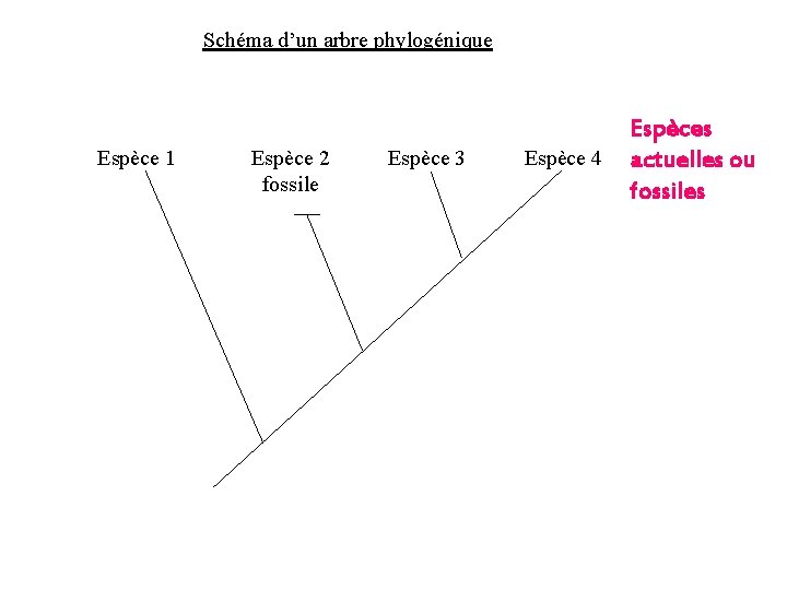 Schéma d’un arbre phylogénique Espèce 1 Espèce 2 fossile Espèce 3 Espèce 4 Espèces