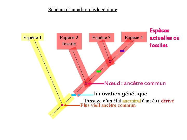 Schéma d’un arbre phylogénique Espèce 1 Espèce 2 fossile Espèce 3 Espèce 4 Espèces