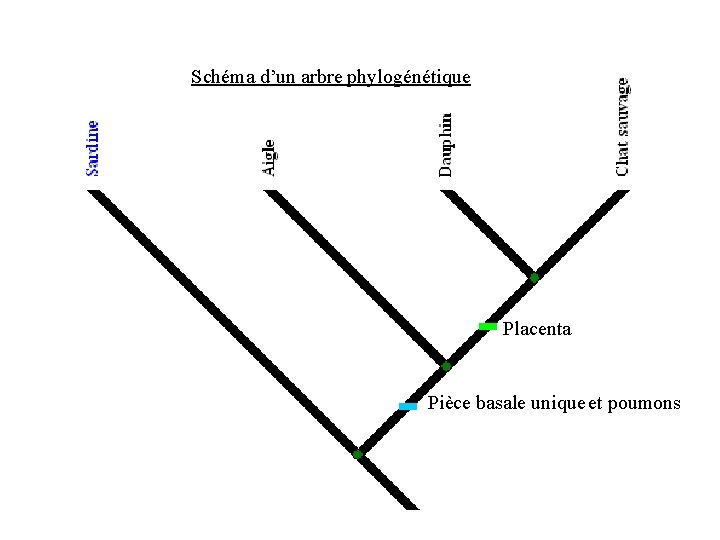 Schéma d’un arbre phylogénétique Placenta Pièce basale unique et poumons 