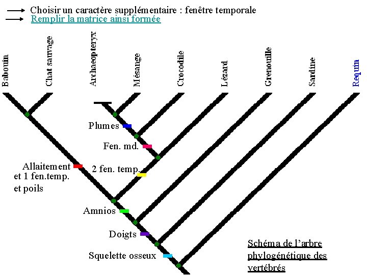 Choisir un caractère supplémentaire : fenêtre temporale Remplir la matrice ainsi formée Plumes Fen.
