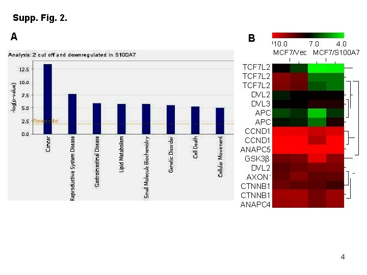 Supp. Fig. 2. A B 10. 0 7. 0 4. 0 MCF 7/Vec MCF