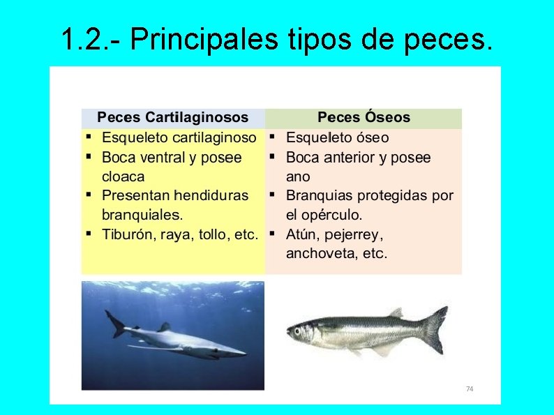 1. 2. - Principales tipos de peces. 