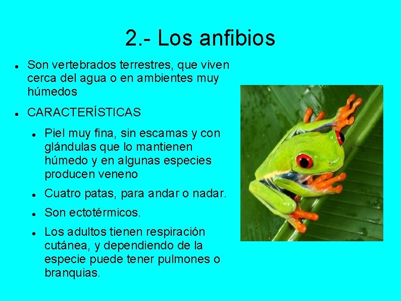 2. - Los anfibios Son vertebrados terrestres, que viven cerca del agua o en