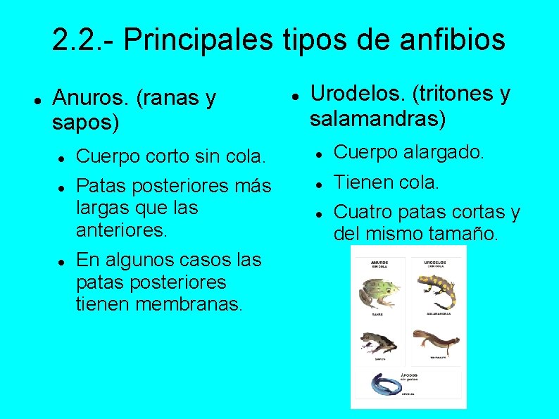 2. 2. - Principales tipos de anfibios Anuros. (ranas y sapos) Cuerpo corto sin