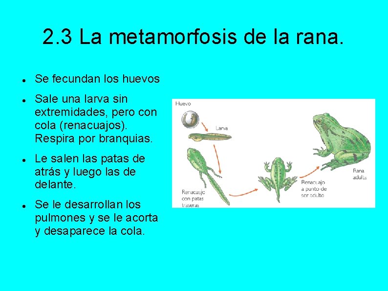 2. 3 La metamorfosis de la rana. Se fecundan los huevos Sale una larva