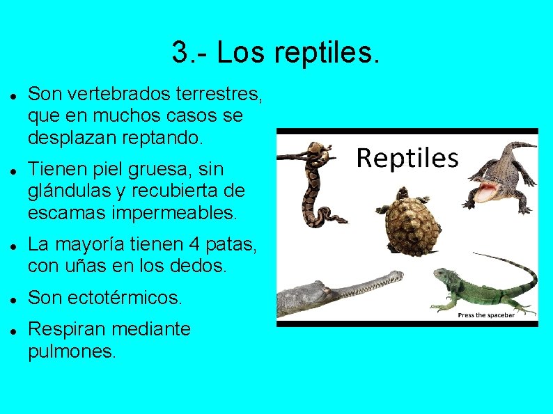 3. - Los reptiles. Son vertebrados terrestres, que en muchos casos se desplazan reptando.