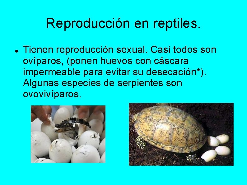 Reproducción en reptiles. Tienen reproducción sexual. Casi todos son ovíparos, (ponen huevos con cáscara