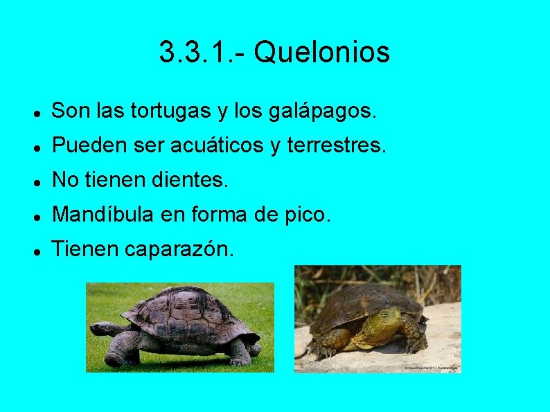 3. 3. 1. - Quelonios Son las tortugas y los galápagos. Pueden ser acuáticos