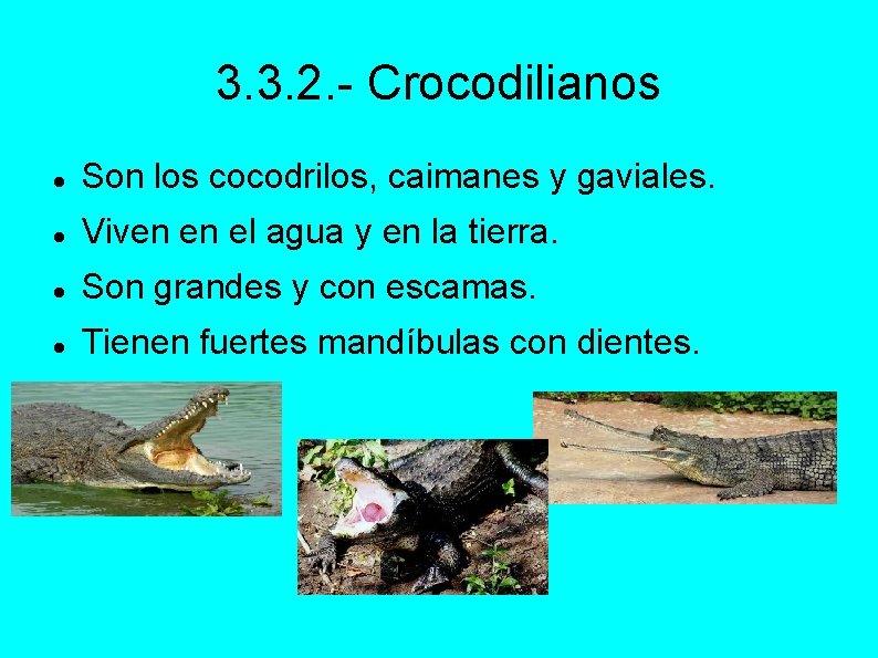3. 3. 2. - Crocodilianos Son los cocodrilos, caimanes y gaviales. Viven en el
