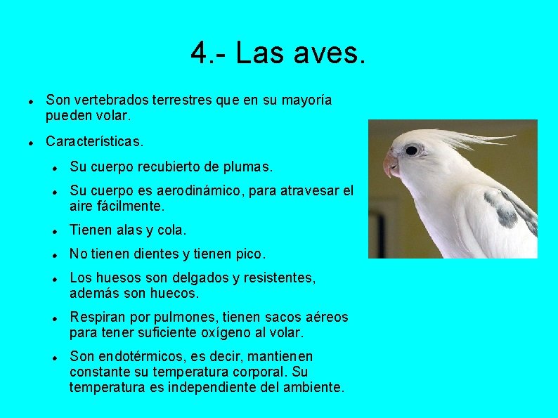 4. - Las aves. Son vertebrados terrestres que en su mayoría pueden volar. Características.