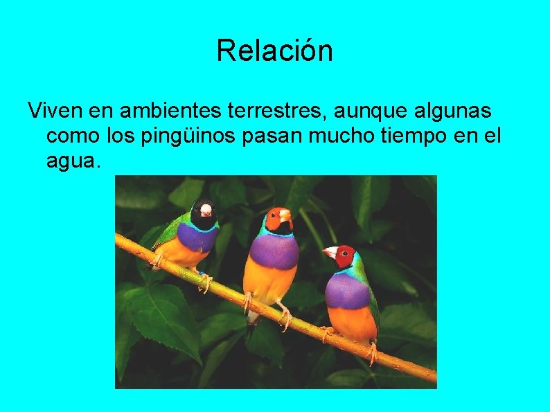 Relación Viven en ambientes terrestres, aunque algunas como los pingüinos pasan mucho tiempo en