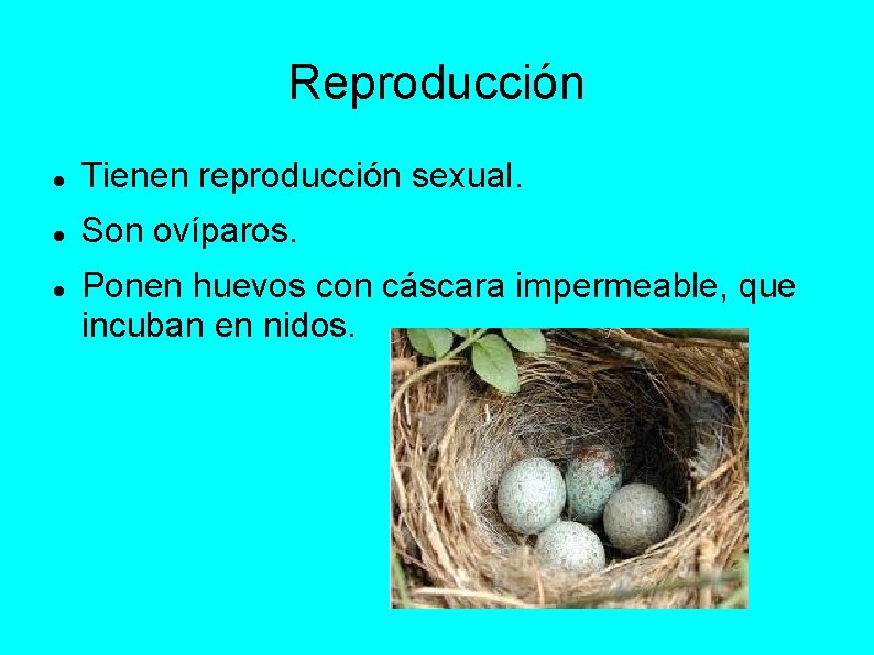 Reproducción Tienen reproducción sexual. Son ovíparos. Ponen huevos con cáscara impermeable, que incuban en