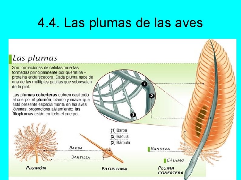 4. 4. Las plumas de las aves 