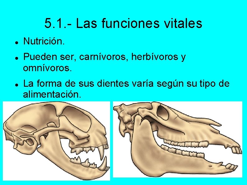 5. 1. - Las funciones vitales Nutrición. Pueden ser, carnívoros, herbívoros y omnívoros. La