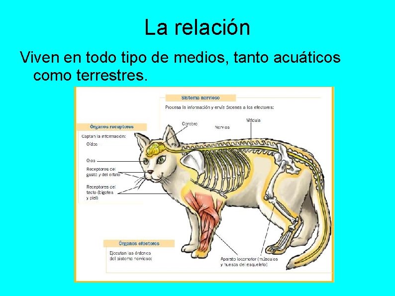 La relación Viven en todo tipo de medios, tanto acuáticos como terrestres. 