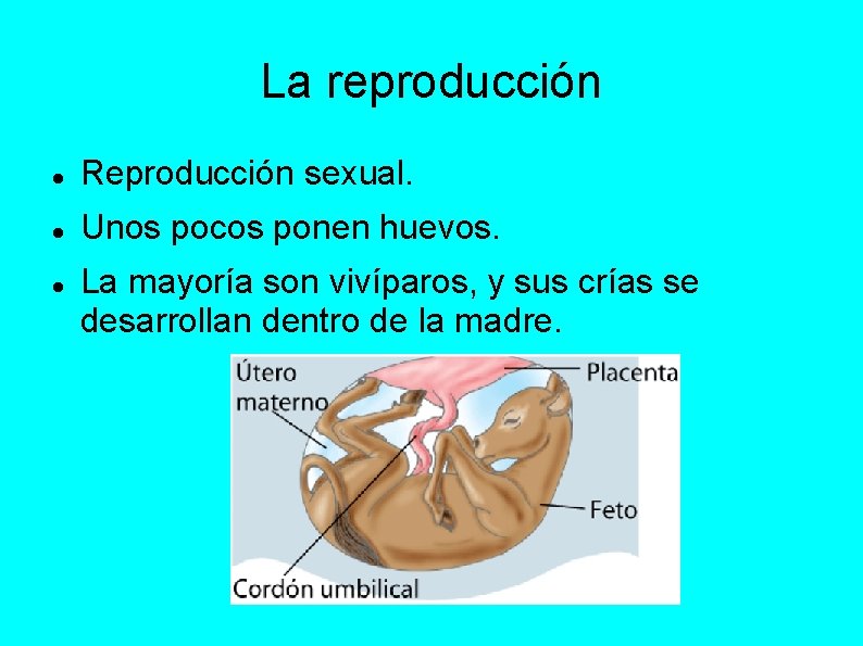 La reproducción Reproducción sexual. Unos pocos ponen huevos. La mayoría son vivíparos, y sus