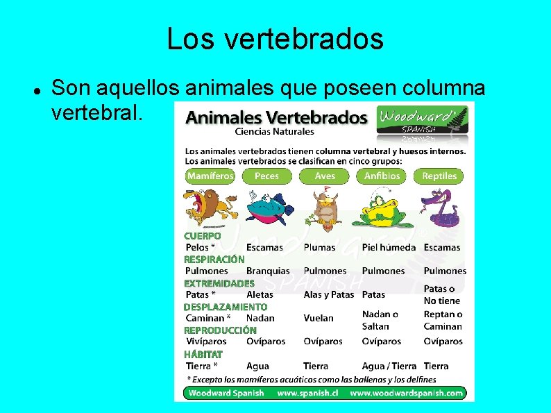 Los vertebrados Son aquellos animales que poseen columna vertebral. 