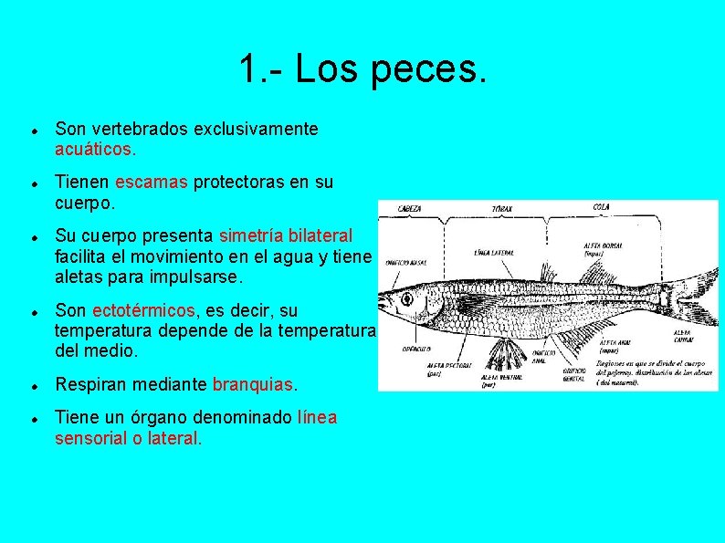 1. - Los peces. Son vertebrados exclusivamente acuáticos. Tienen escamas protectoras en su cuerpo.