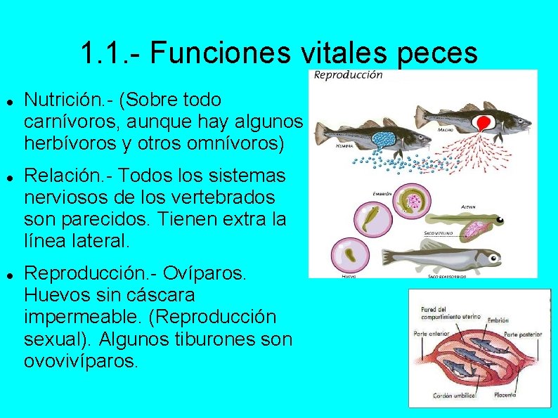 1. 1. - Funciones vitales peces Nutrición. - (Sobre todo carnívoros, aunque hay algunos