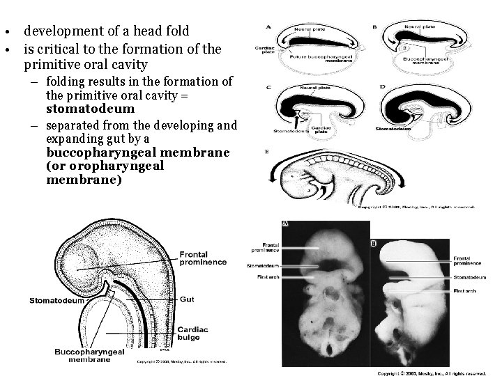  • development of a head fold • is critical to the formation of