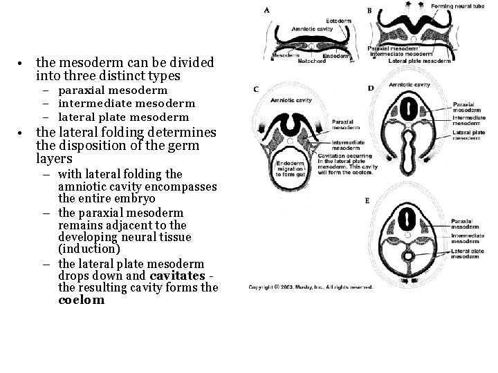  • the mesoderm can be divided into three distinct types – paraxial mesoderm