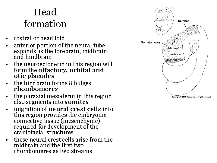 Head formation • rostral or head fold • anterior portion of the neural tube
