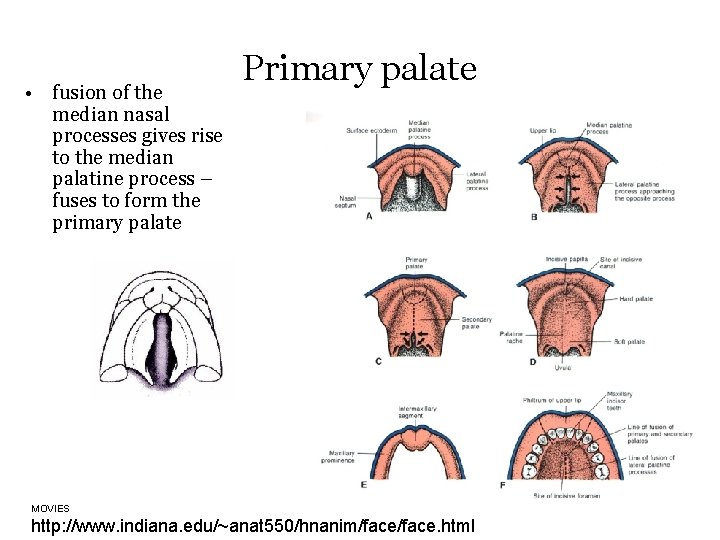  • fusion of the median nasal processes gives rise to the median palatine
