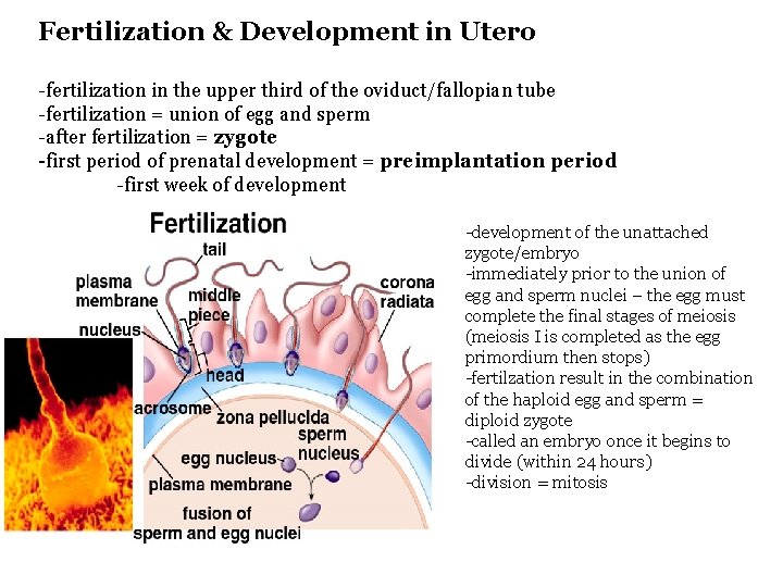 Fertilization & Development in Utero -fertilization in the upper third of the oviduct/fallopian tube