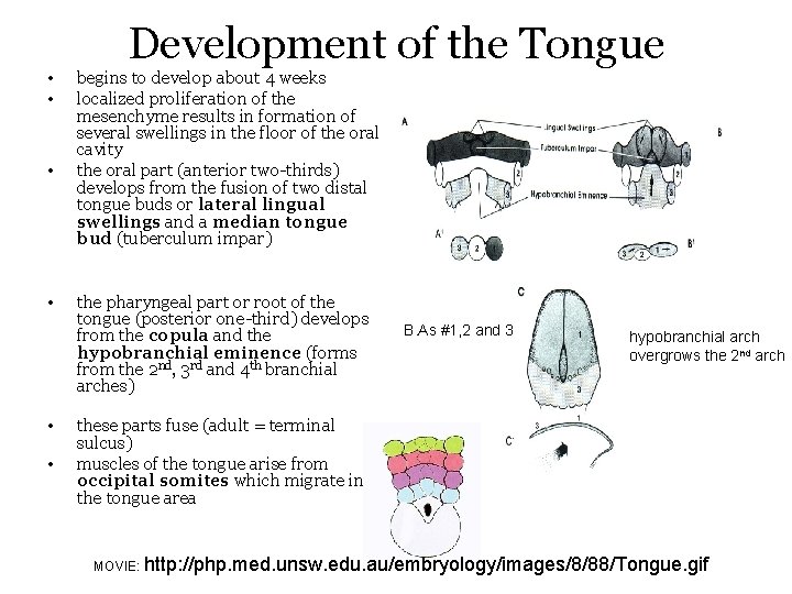  • • • Development of the Tongue begins to develop about 4 weeks