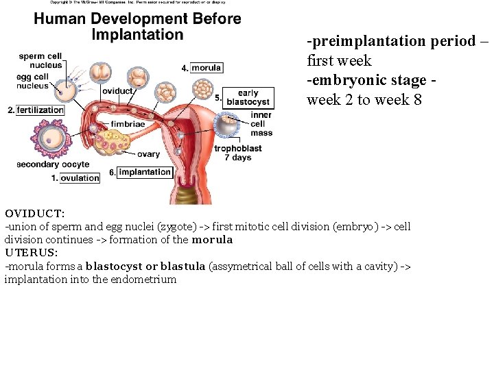 -preimplantation period – first week -embryonic stage week 2 to week 8 OVIDUCT: -union