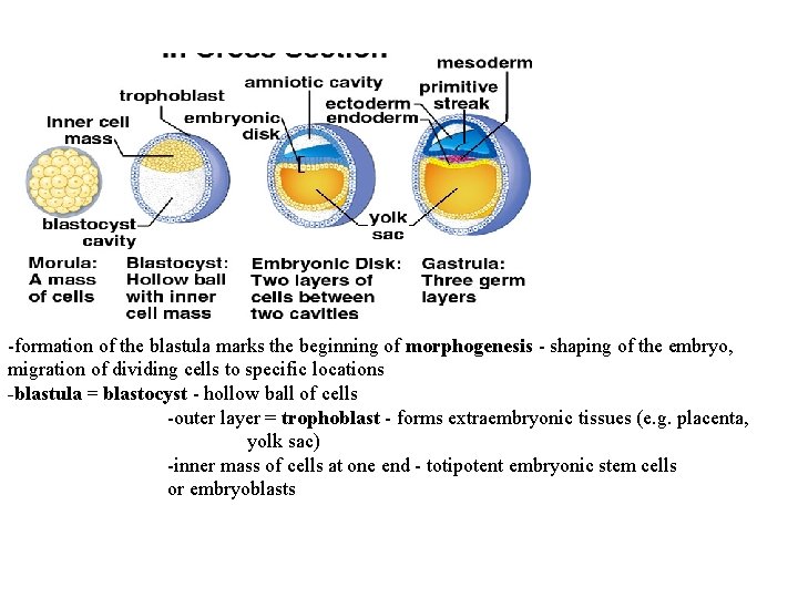 -formation of the blastula marks the beginning of morphogenesis - shaping of the embryo,
