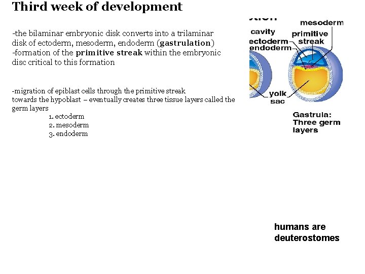 Third week of development -the bilaminar embryonic disk converts into a trilaminar disk of