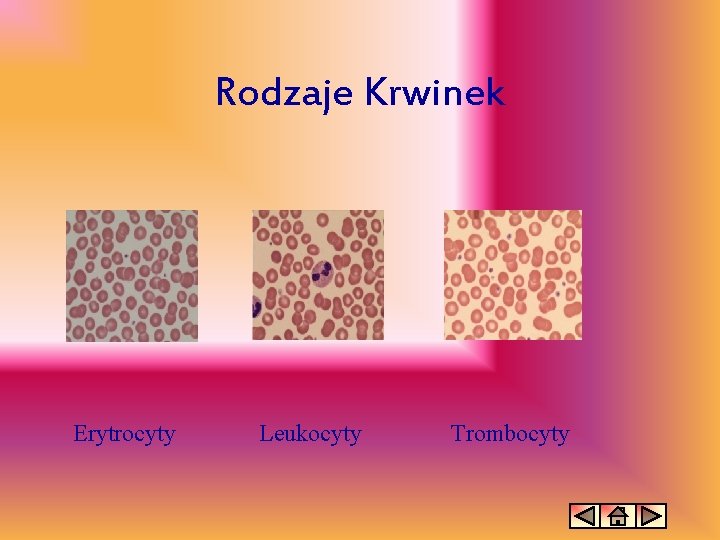 Rodzaje Krwinek Erytrocyty Leukocyty Trombocyty 