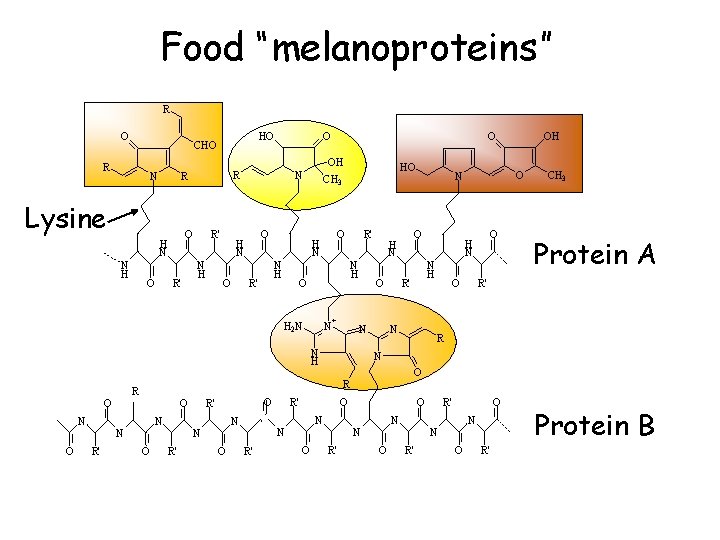 Food “melanoproteins” R O OH R HO CHO N Lysine O H N N