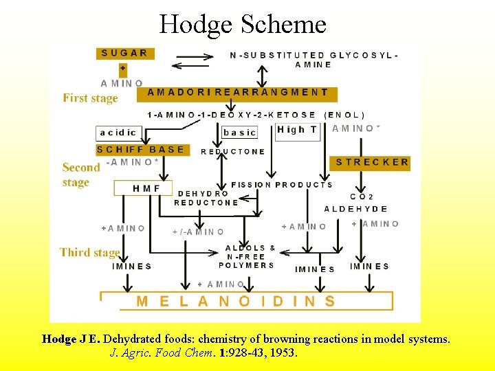 Hodge Scheme Hodge J E. Dehydrated foods: chemistry of browning reactions in model systems.
