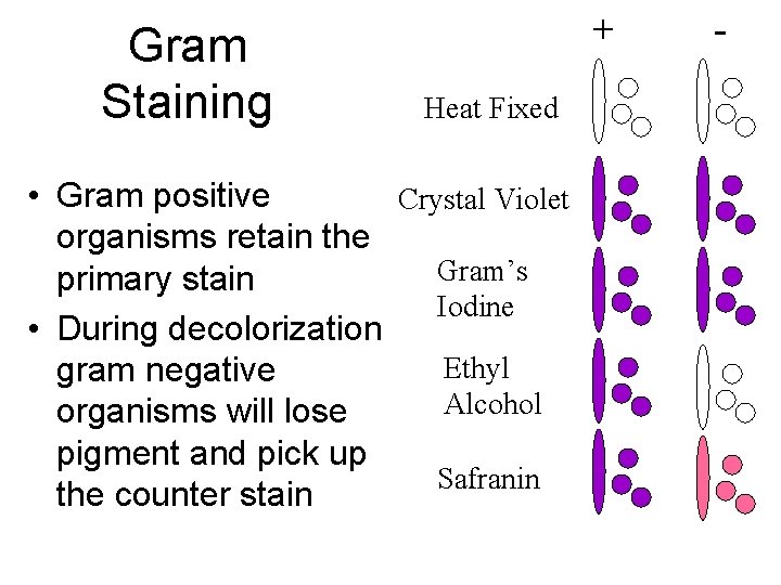 Gram Staining + Heat Fixed • Gram positive Crystal Violet organisms retain the Gram’s