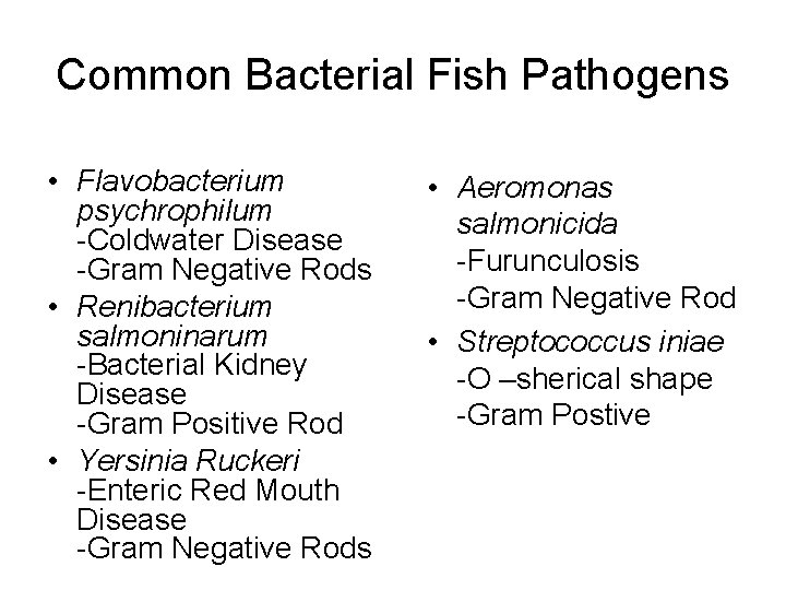 Common Bacterial Fish Pathogens • Flavobacterium psychrophilum -Coldwater Disease -Gram Negative Rods • Renibacterium
