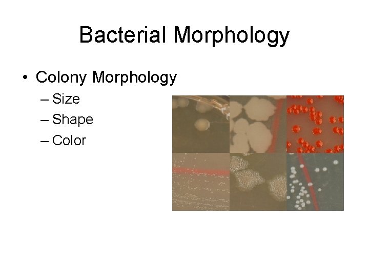 Bacterial Morphology • Colony Morphology – Size – Shape – Color 