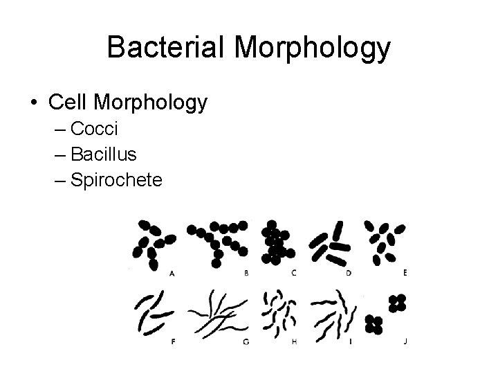 Bacterial Morphology • Cell Morphology – Cocci – Bacillus – Spirochete 