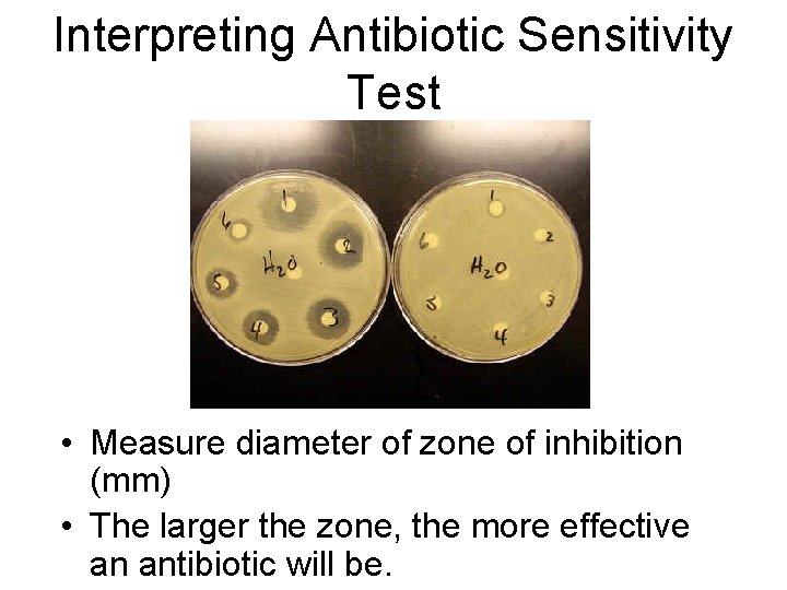 Interpreting Antibiotic Sensitivity Test • Measure diameter of zone of inhibition (mm) • The