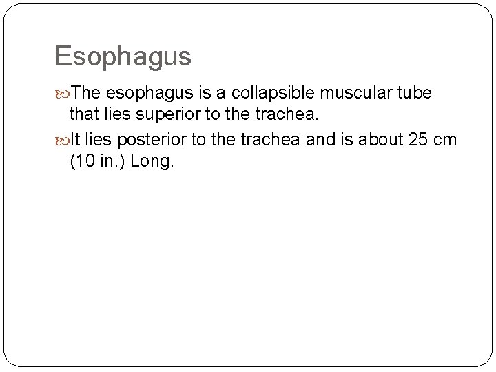 Esophagus The esophagus is a collapsible muscular tube that lies superior to the trachea.